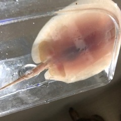 アルビノクロコダイル ベビー 胎盤約9センチ