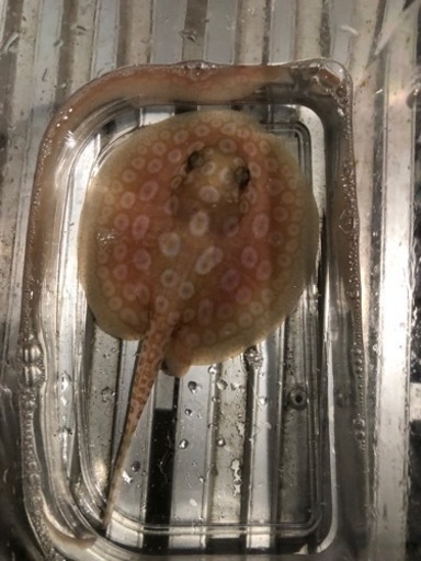 アルビノクロコ　胎盤約10センチ　メス個体