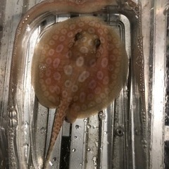 アルビノクロコ　胎盤約10センチ　メス個体