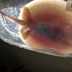 アルビノクロコ 胎盤約10センチ メス個体
