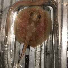 アルビノクロコ 胎盤約10センチ メス個体