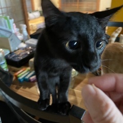 目がくりくりした黒猫ちゃんです。の画像