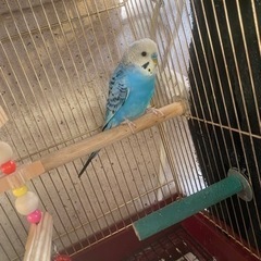 セキセイインコ    男の子   鳥   