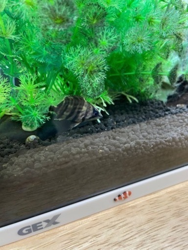 ダトニオ プラスワン