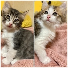 2匹 オス猫 生後2ヶ月 写真右の子は飼い主さん決まりました！左...