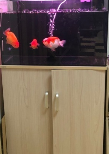水槽＋台＋照明＋濾過装置