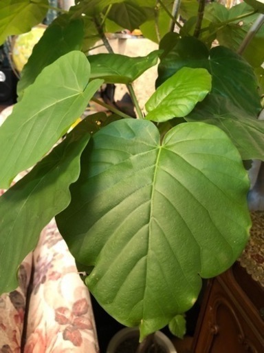 ウンベラータ　観葉植物