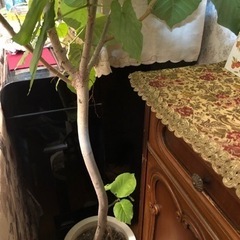 ウンベラータ　観葉植物　