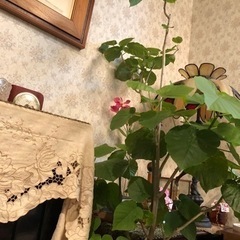 ウンベラータ　観葉植物　