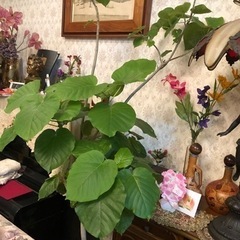 ウンベラータ　観葉植物　