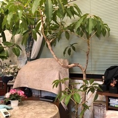 植物　観葉植物