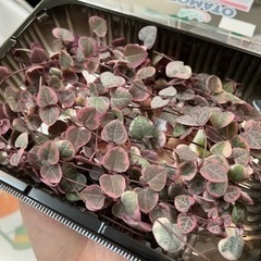 多肉植物・斑入りハートカズラ・カット苗50cm