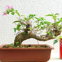 ブーゲンビリアの中古が安い 激安で譲ります 無料であげます ジモティー
