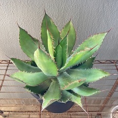 アガベ　ボビコルヌータ　大株 アガベ ボビコルヌータ 大株 直径約30センチ