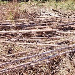 大量の伐採した竹ございます。場所は茨城県稲敷市になります。※竹は...