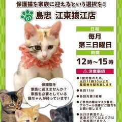 2022/11/20保護猫譲渡会 島忠 江東猿江店