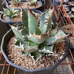 アガベ チタノタ 農大 鉢ごと