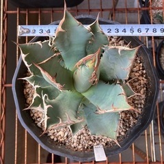 アガベ チタノタ　農大　鉢ごと発送　親株　ドライガーデン アガベ チタノタ 農大 鉢ごと発送 親株 ドライガーデン アガベ