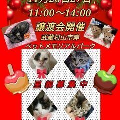 ★保護猫譲渡会INペットメモリアルパーク★