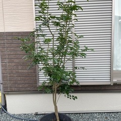 シマネトリコ　シンボルツリー