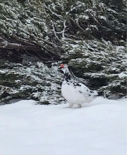 登山ガイドと行く　冬の雷鳥探し♫