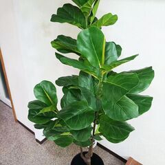①【処分価格】ゴムの木 180cm 人工観葉植物 インテリア フェイク