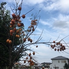 渋柿