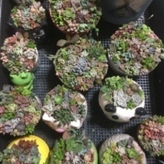 多肉植物の寄せ植え作り