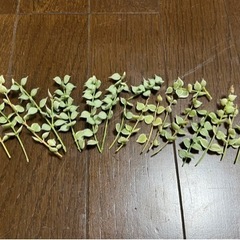 希少！多肉植物・ミリオンハート・カット苗