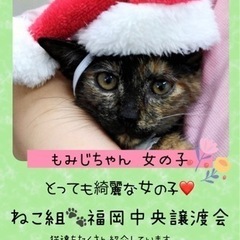 超美猫さん❤️しかも甘えん坊【譲渡会参加】