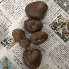 [週末限定]無農薬　宇宙芋　珍しい芋　採れたて　1118