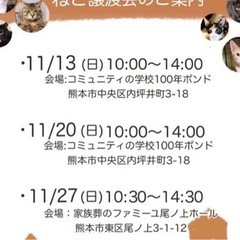 子猫＆成猫ちゃんの譲渡会 今度の日曜日開催🐈🐾