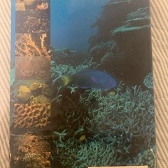 日本の造礁サンゴ類