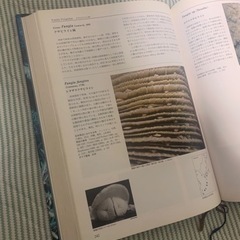 日本の造礁サンゴ類