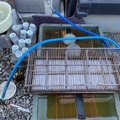 メジロの籠　餌入れ　虫