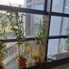 観葉植物　ドラセナ　開運竹　アロエ