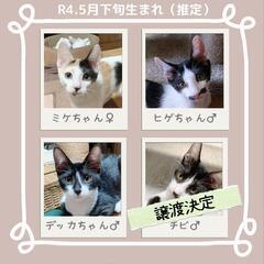 生後6ヶ月の猫3匹😻里親募集！！