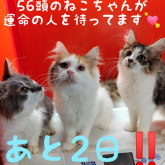 11月20日(日) 大田区産業プラザPiO 猫ちゃんのお見合い♪ ノルウェージャンフォレストキャットの画像