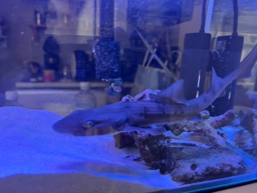 ドチザメ サメ 海水魚 生体 観賞魚 アクアリウム 熱帯魚