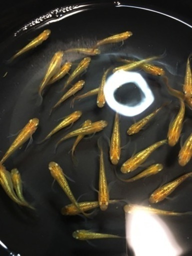 メダカ　レクリス　約30匹　8000円 メダカ レクリス 約30匹 8000円