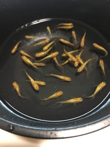 メダカ レクリス 約30匹 8000円