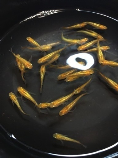 メダカ レクリス 約30匹 8000円