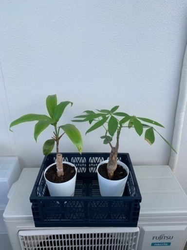 観葉植物セット　パキラ　ユッカ　鉢ごと