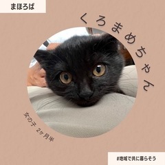 くろねこ くろまめちゃん