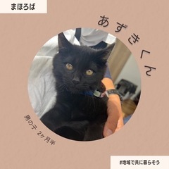 くろねこ あずきくん