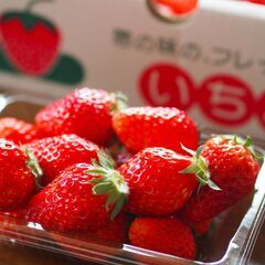 【鹿本町】イチゴの仕分け・パック詰め作業