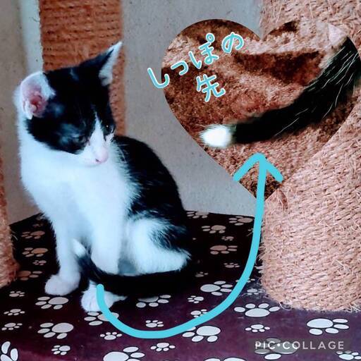 しっぽの先は白色 ちょっとビビりな白キジ ねこらいく 名古屋の猫の里親募集 ジモティー