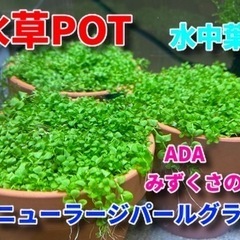 水草POT♪ADA みずくさの森【ニューラージパールグラス】