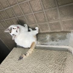 6ヶ月〜1歳未満の仔猫です