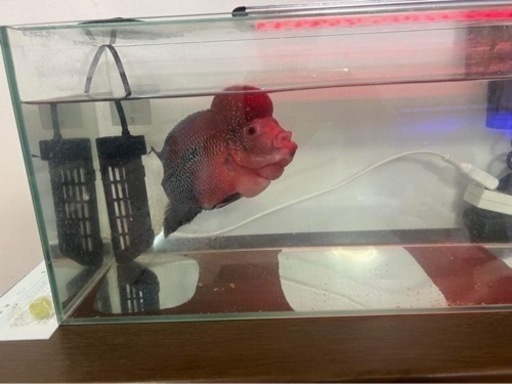 魚売
